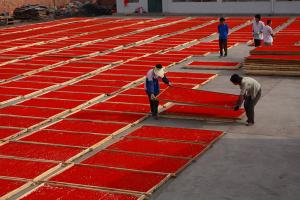 Ningxia Wolfberry Industry